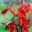 Lobelia cardinalis.png